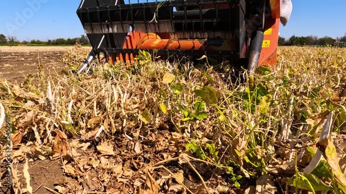 Harvesting beans with a combine harvester in a farmer's field, on a sunny summer day.