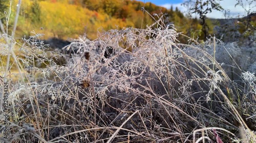 Morning frost in Carpathian mountains, wild grasses covered with silver icy patterns, golden peaks glowing behind in sunrise light, atmospheric seasonal nature scene of alpine wilderness