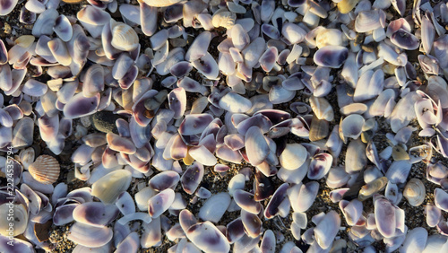 Background of small purple and white seashells on beach sand
