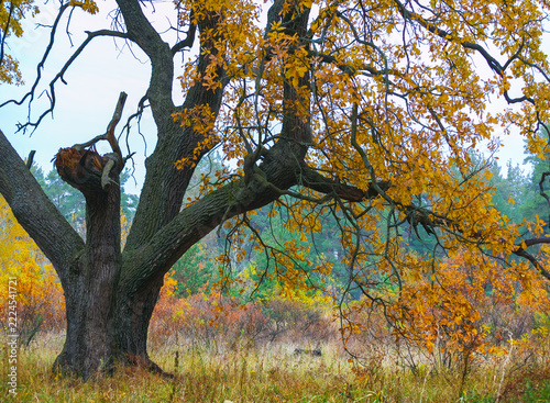alone large oak tree on the autunm forest glade