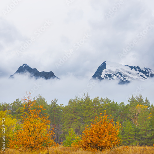 red autumn forest growth in the mountain valley in mist and dense clouds