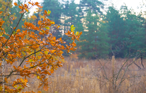 autumn forest glade covered by the red dry leaves, seasonal outdoor scene