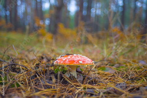 closeup red flyagaric mushroom on the forest glade, seasonal outdoor natural mushroom scene