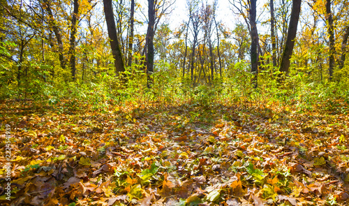 autumn  forest glade covered by red dry leaves in light of sparkle sun, seasonal outdoor scene