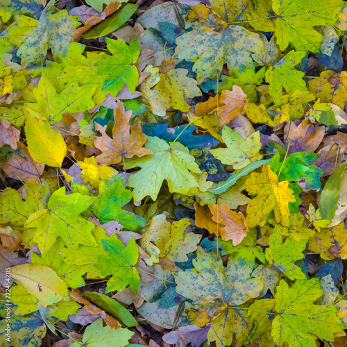 heap of dry autumn leaves seasonal natural background