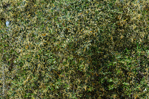 Blühender Olivenbaum, Toskana, Italien