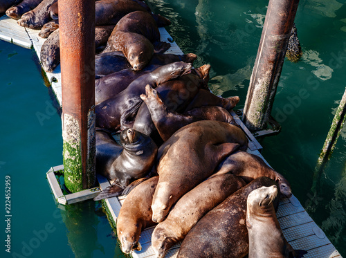 Sea Lion On Dock Close-up