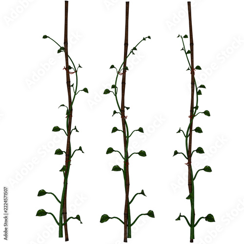 Little Bean Plant Growing on Garden Support Stake