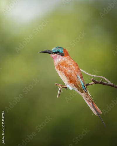 Fotografie Carmine Bee-eater