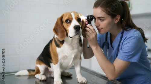 Female veterinarian examining beagle dog