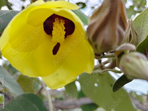 Fotografie Close up of yellow flower with dark red center and yellow stamen