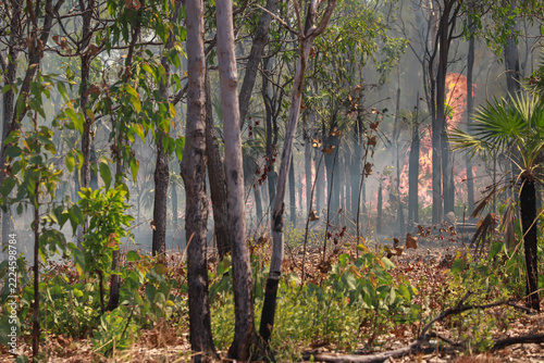 Fire among trees. Tall flames, bluish smoke. Bushfire in Australian outback