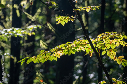 Autumn Twigs in Forest