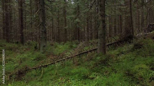 Aerial flight over a dense spruce forest shrouded in mist and low clouds in summer, Western Tatra Mountains