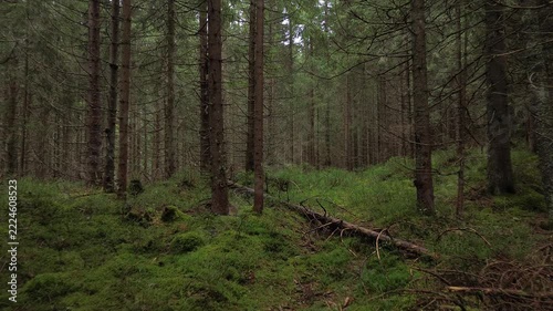 Aerial flight over a dense spruce forest shrouded in mist and low clouds in summer, Western Tatra Mountains