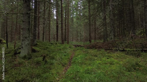 Aerial flight over a dense spruce forest shrouded in mist and low clouds in summer, Western Tatra Mountains