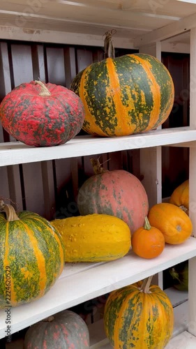 Colorful decorative pumpkins on white wooden shelves at a farm market