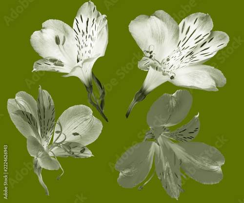 light outlines of flowers on a green background
