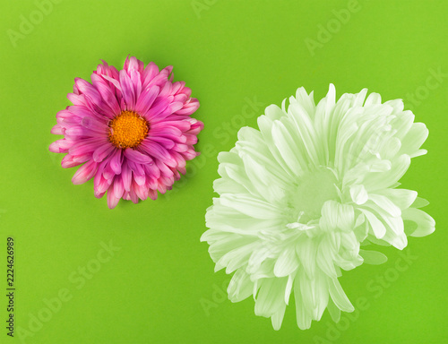 light outlines of flowers on a green background