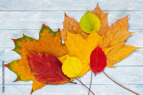 Background of yellow, red, and green autumn leaves.