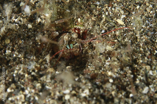 Mantis shrimp peeking out from burrow in sandy seabed close up