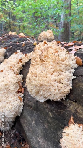 Rare Hericium coralloides coral tooth fungus, vulnerable relic species from Hericiaceae family, listed in Red Book of Ukraine, delicate white coral-like fruiting body in Carpathian forest habitat