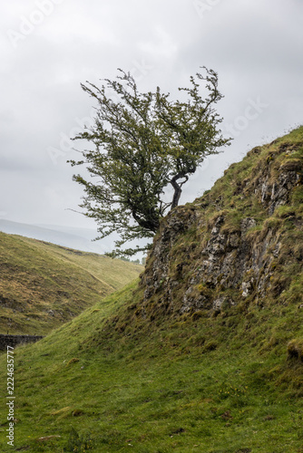 lone-tree-on-rocky-grass-covered-hillside