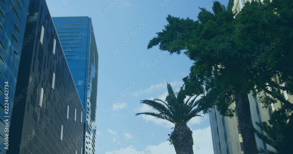 Naklejka premium Framing tall palm tree rising in downtown street canyon, dark-glass tower, blue tower, broad canopy