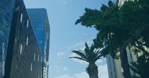 Framing tall palm tree rising in downtown street canyon, dark-glass tower, blue tower, broad canopy