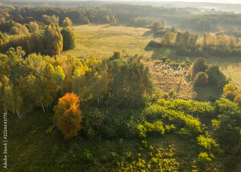 Naklejka premium Aerial view of a forest edge with changing autumn foliage