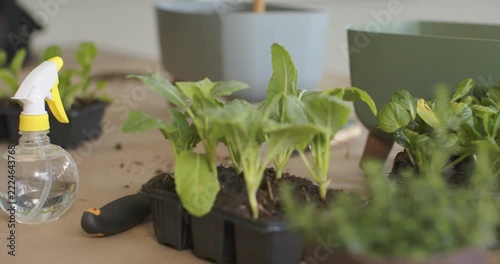 Camera is pulling focus, seedling tray is staying centered on table to highlight herb pot