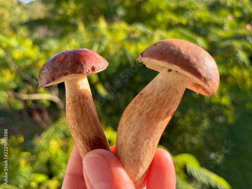 Zwei junge Pilze / Maronen in der Hand einer Frau