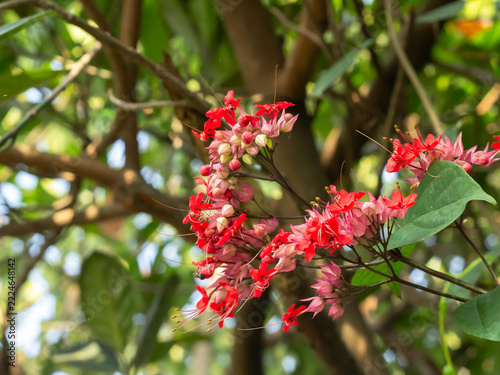 Red Bleeding Heart Vine Flowers Blooming in Natural Sunlight