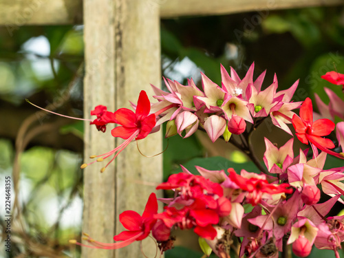 Bleeding Heart Vine Flowers Blooming near Bamboo Structure