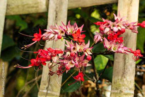 Vibrant Red Bleeding Heart Vine Flowers Blooming on Wooden Bamboo Trellis