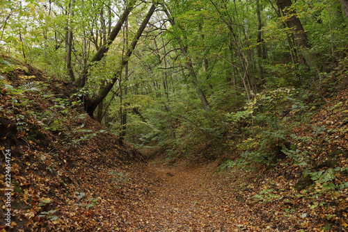 The beginning of leaf fall with a forest path covered in golden autumn leaves. Beautiful forest trail showing the first signs of autumn with fallen leaves on the ground.