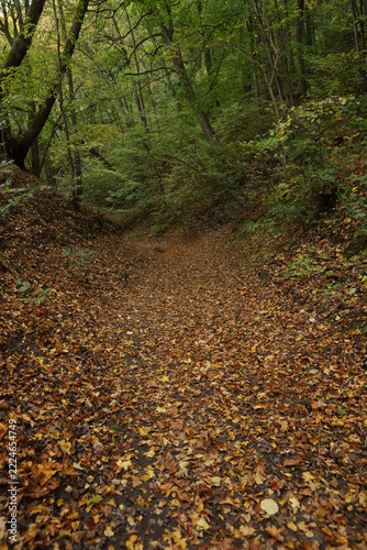 The beginning of leaf fall with a forest path covered in golden autumn leaves. Beautiful forest trail showing the first signs of autumn with fallen leaves on the ground.