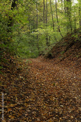 The beginning of leaf fall with a forest path covered in golden autumn leaves. Beautiful forest trail showing the first signs of autumn with fallen leaves on the ground.