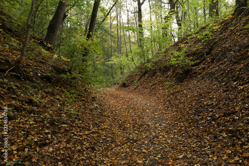 The beginning of leaf fall with a forest path covered in golden autumn leaves. Beautiful forest trail showing the first signs of autumn with fallen leaves on the ground.
