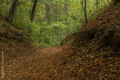 The beginning of leaf fall with a forest path covered in golden autumn leaves. Beautiful forest trail showing the first signs of autumn with fallen leaves on the ground.