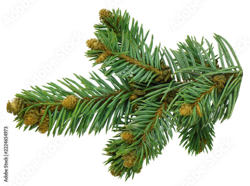 Close-up view of a fir tree branch with fresh needles, isolated in PNG format on a transparent background for creative use.
