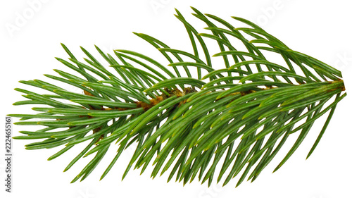Close-up view of a fir tree branch with fresh needles, isolated in PNG format on a transparent background for creative use.
