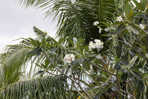 Exotic tropical background featuring white frangipani plumeria blossoms and green palm fronds