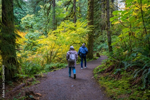 Hikers on the Silver Creek trail to Upper North falls in Silver Falls State Park near Silverton, Oregon.  Vine Maple trees show autumn  fall color along the trail.