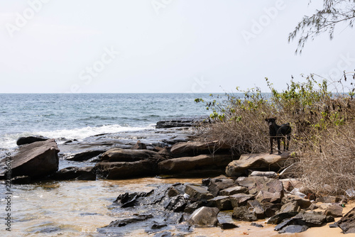 Solitary black dog standing among dry bushes on a rocky ocean shore under a clear sky