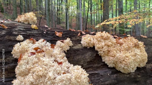 Rare Hericium coralloides coral tooth fungus, vulnerable relic species from Hericiaceae family, listed in Red Book of Ukraine, delicate white coral-like fruiting body in Carpathian forest habitat
