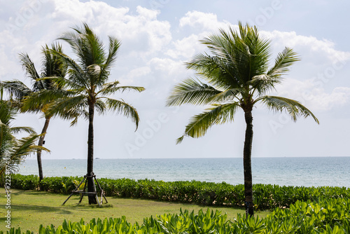 Scenic view of tropical palm trees on a grassy lawn along the sea coastline in a luxury resort setting