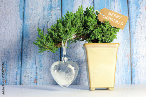 Cascade juniper bonsai tree given as a Christmas gift