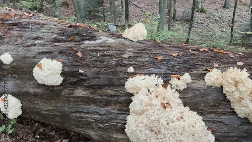 Rare Hericium coralloides coral tooth fungus, vulnerable relic species from Hericiaceae family, listed in Red Book of Ukraine, delicate white coral-like fruiting body in Carpathian forest habitat
