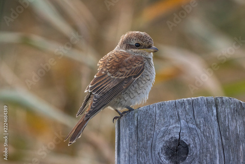 Fotografie A red-backed shrike on a pole